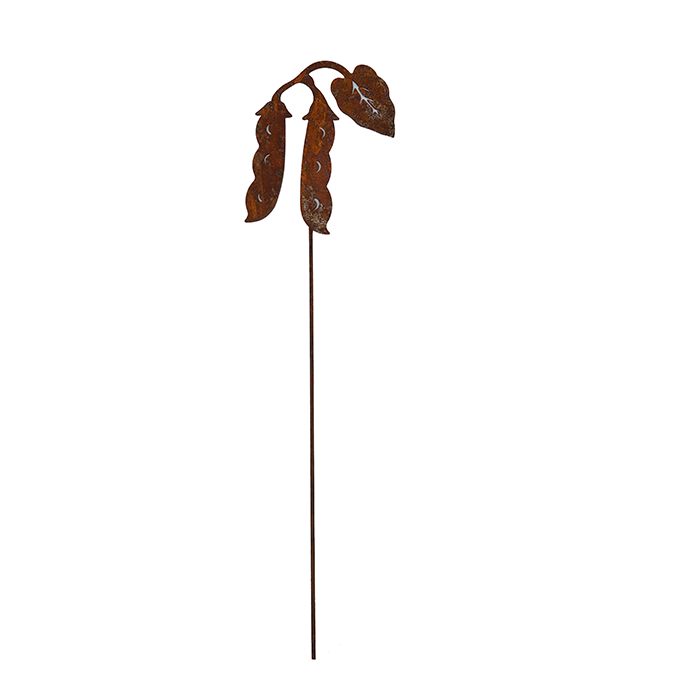*W4944 Hyacinth bean Picks