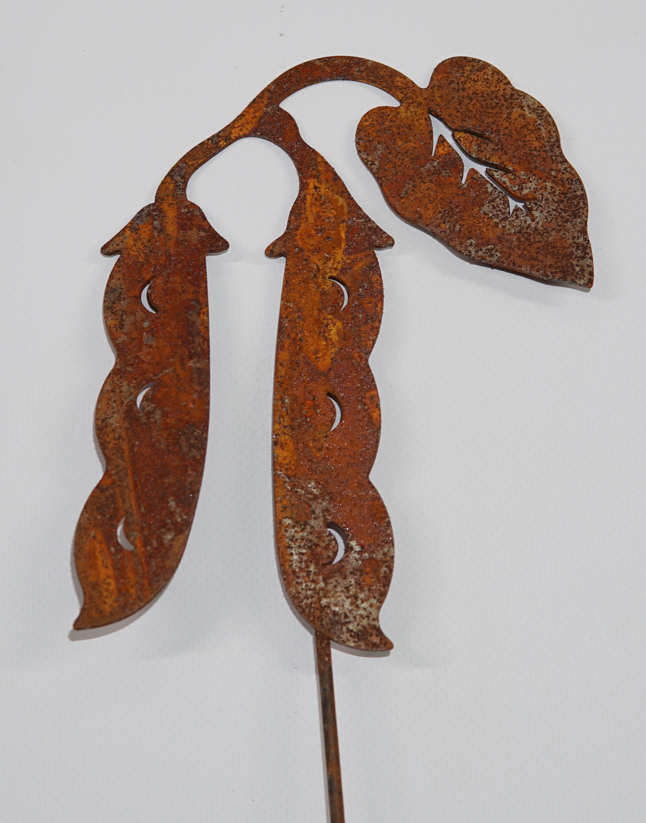 *W4944 Hyacinth bean Picks