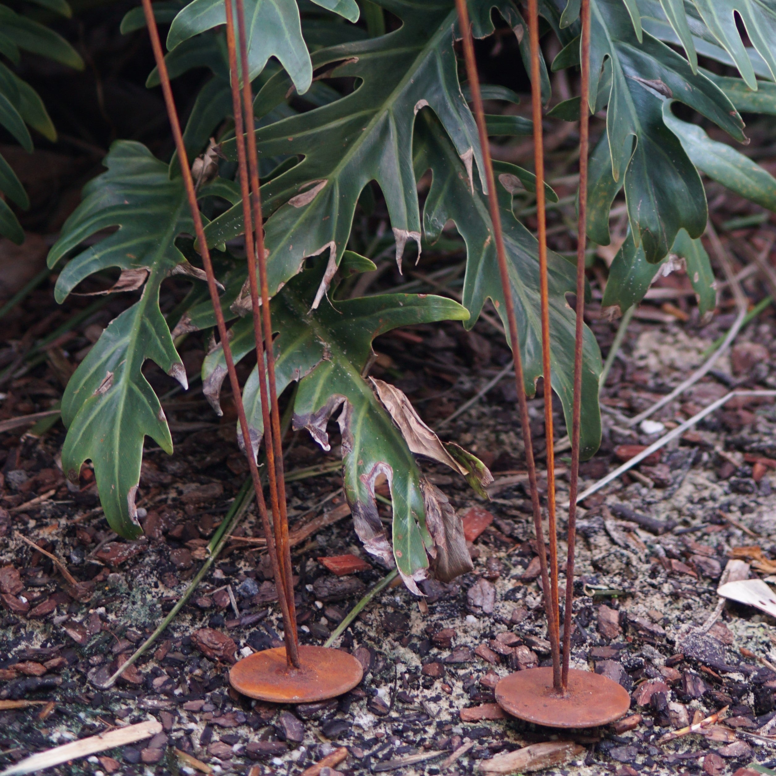 C1093 Three typha with stakes - Set of 2