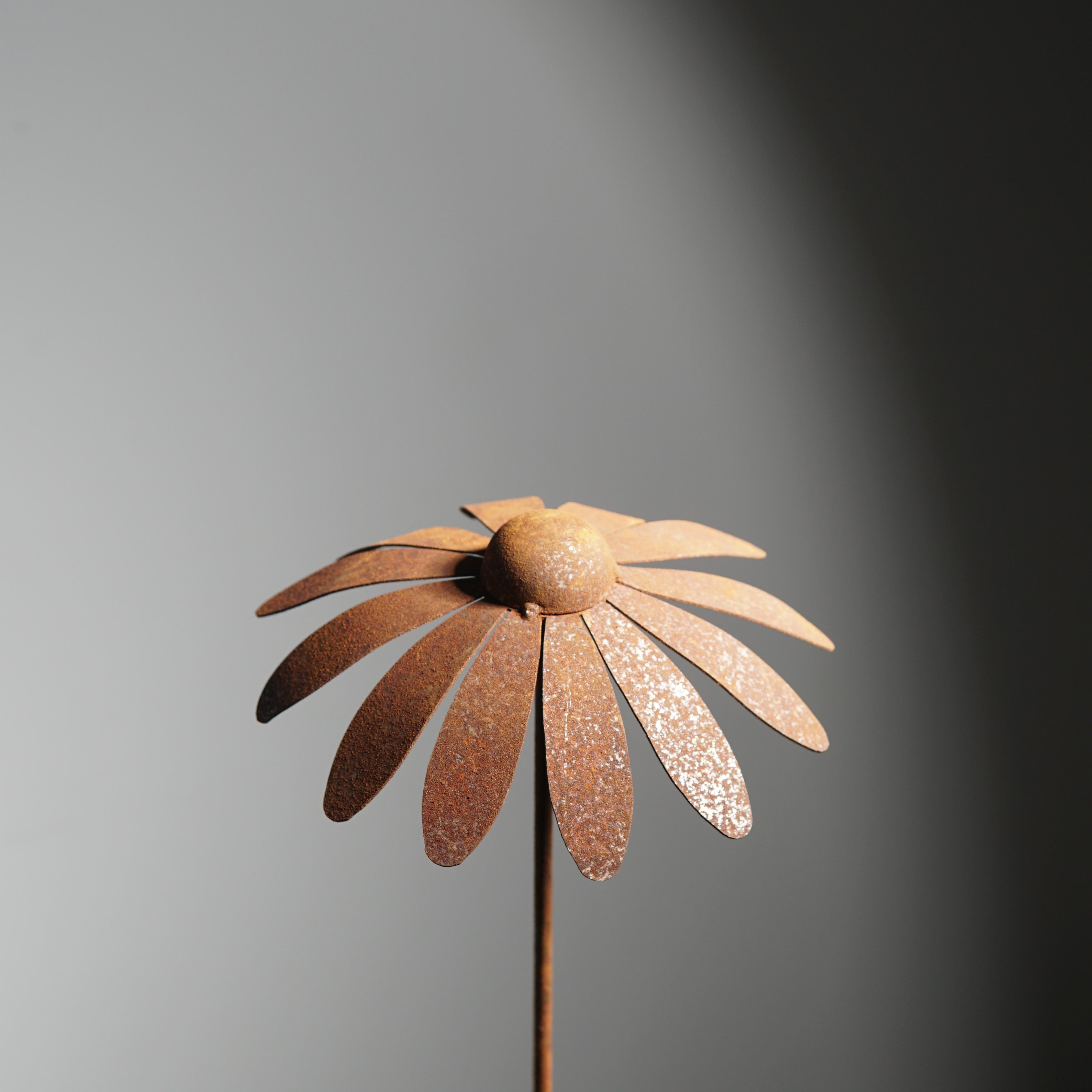 W4995 Daisy stake